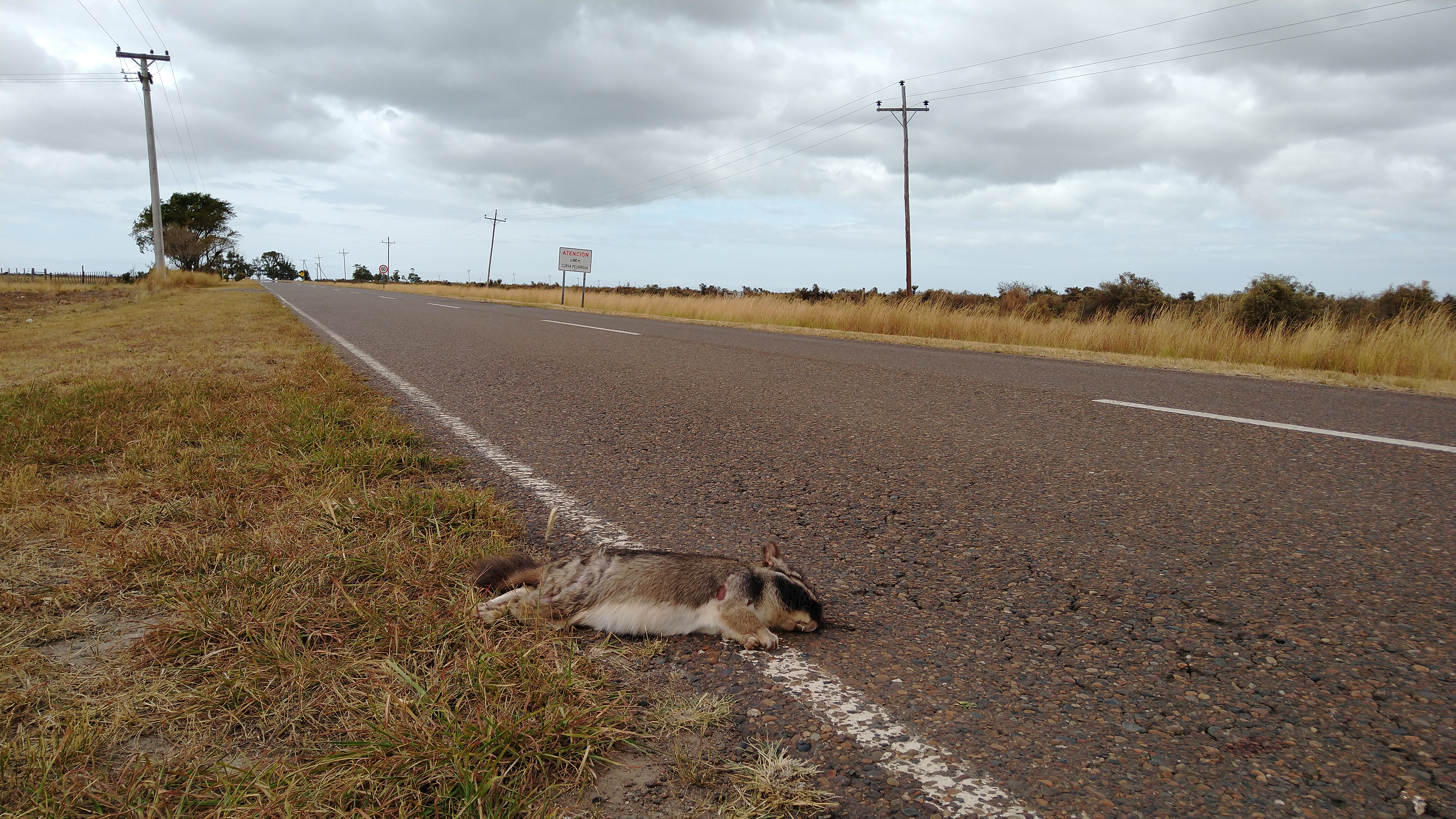 Vizcacha atropellada al costado de la ruta