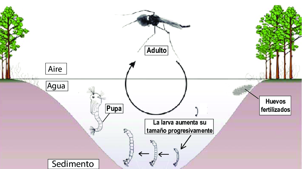 Ciclo de vida de un quironómido