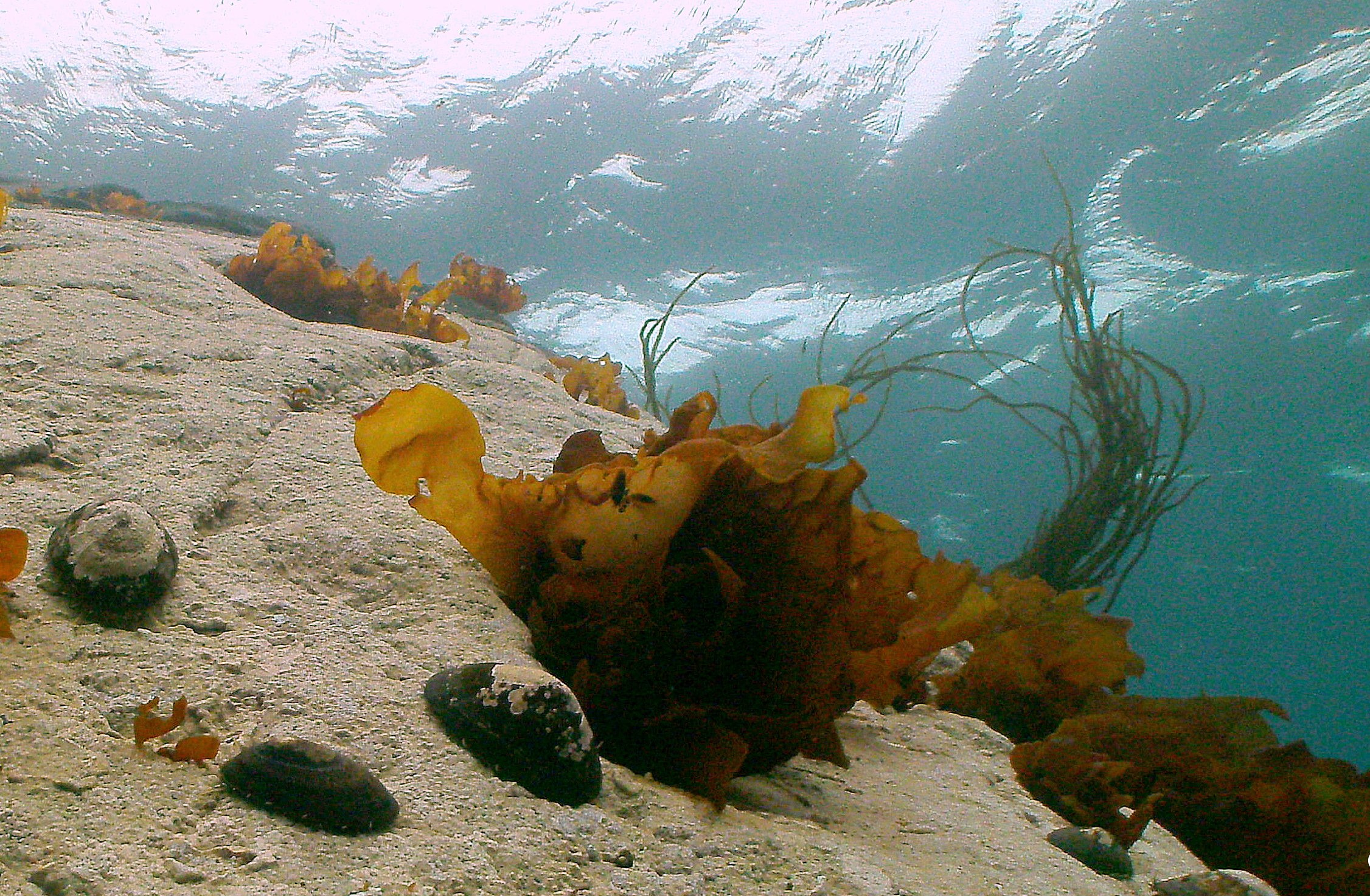 Figura del artículo de Matula donde se ven las Macroalgas e invertebrados en un ecosistema marino bentónico antártico.